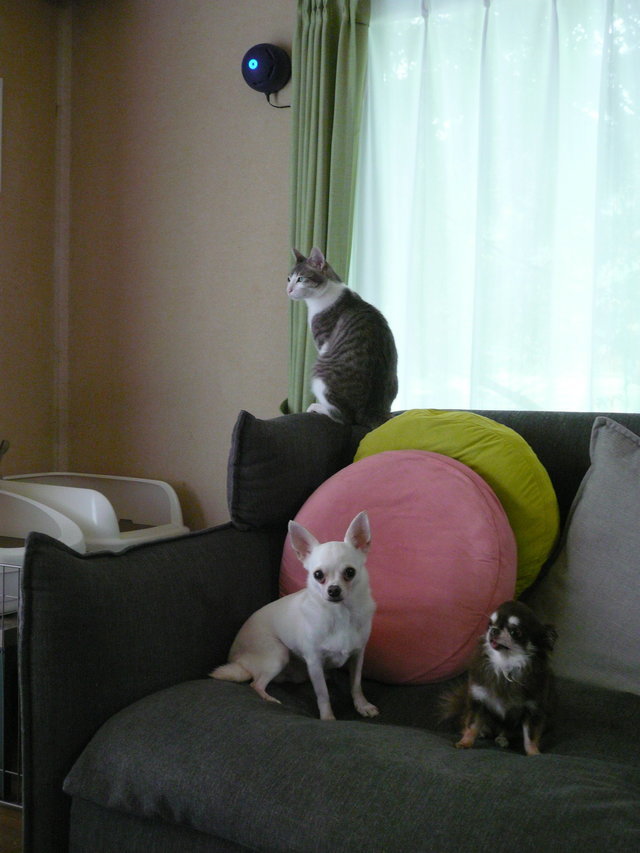 ペットの消臭や脱臭にオゾン脱臭器 多頭飼も消臭します